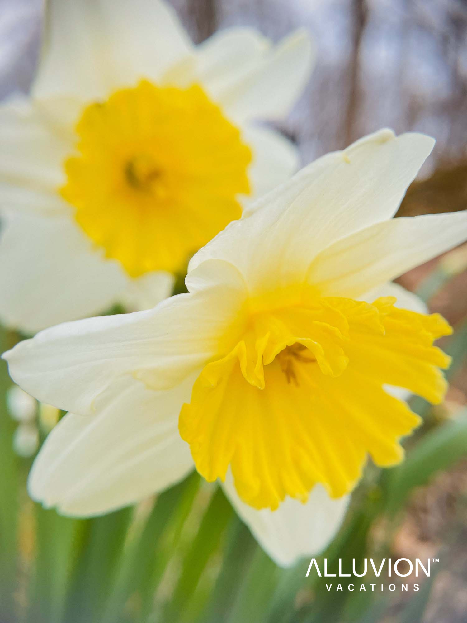 Embrace the Splendor of Spring at Warwick's Idyllic Cabin Retreat